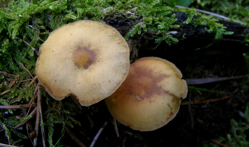 Galerina da determinare n32(2007)